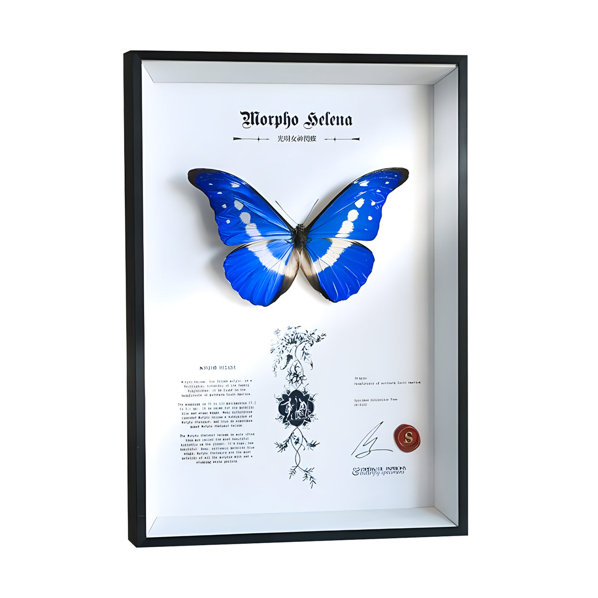 Morpho Helena