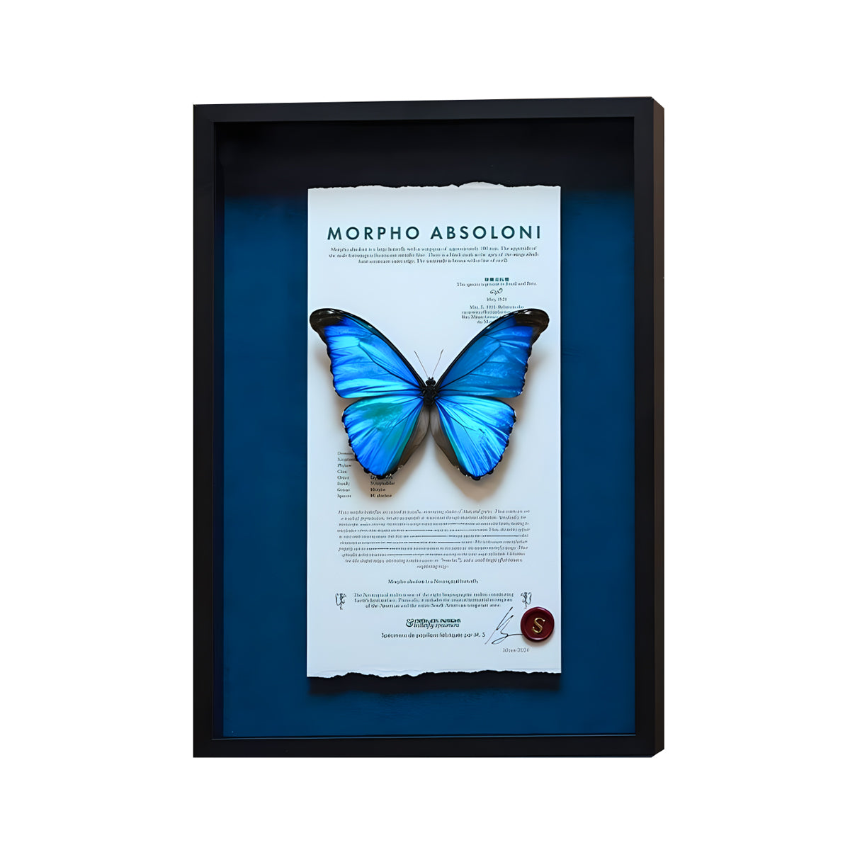 Morpho polyphemus