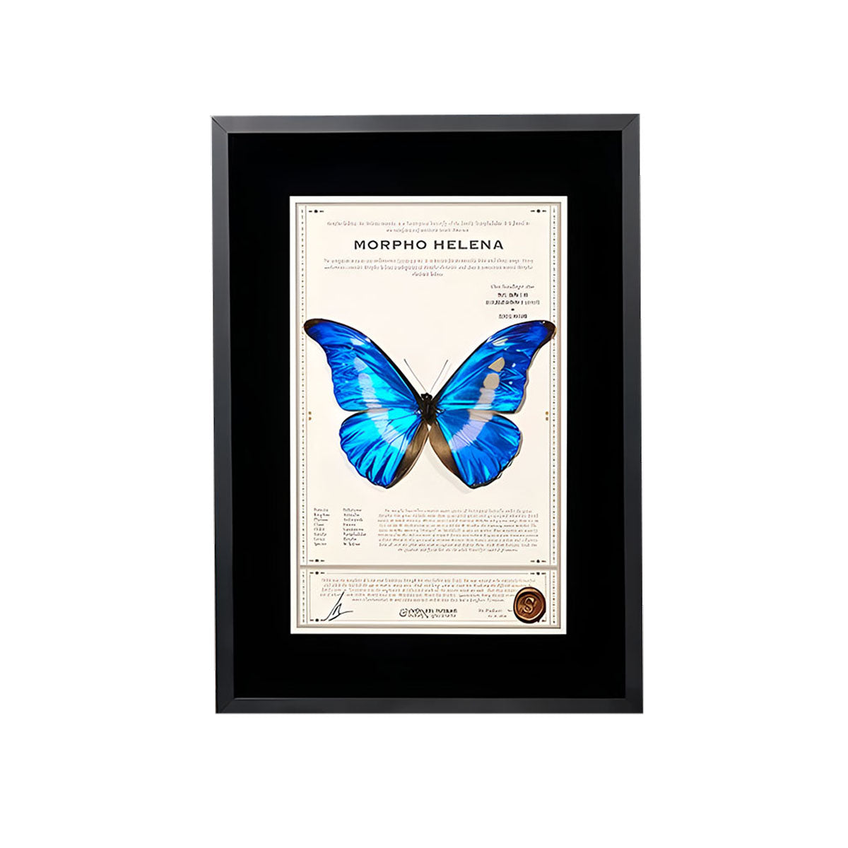 Morpho Helena