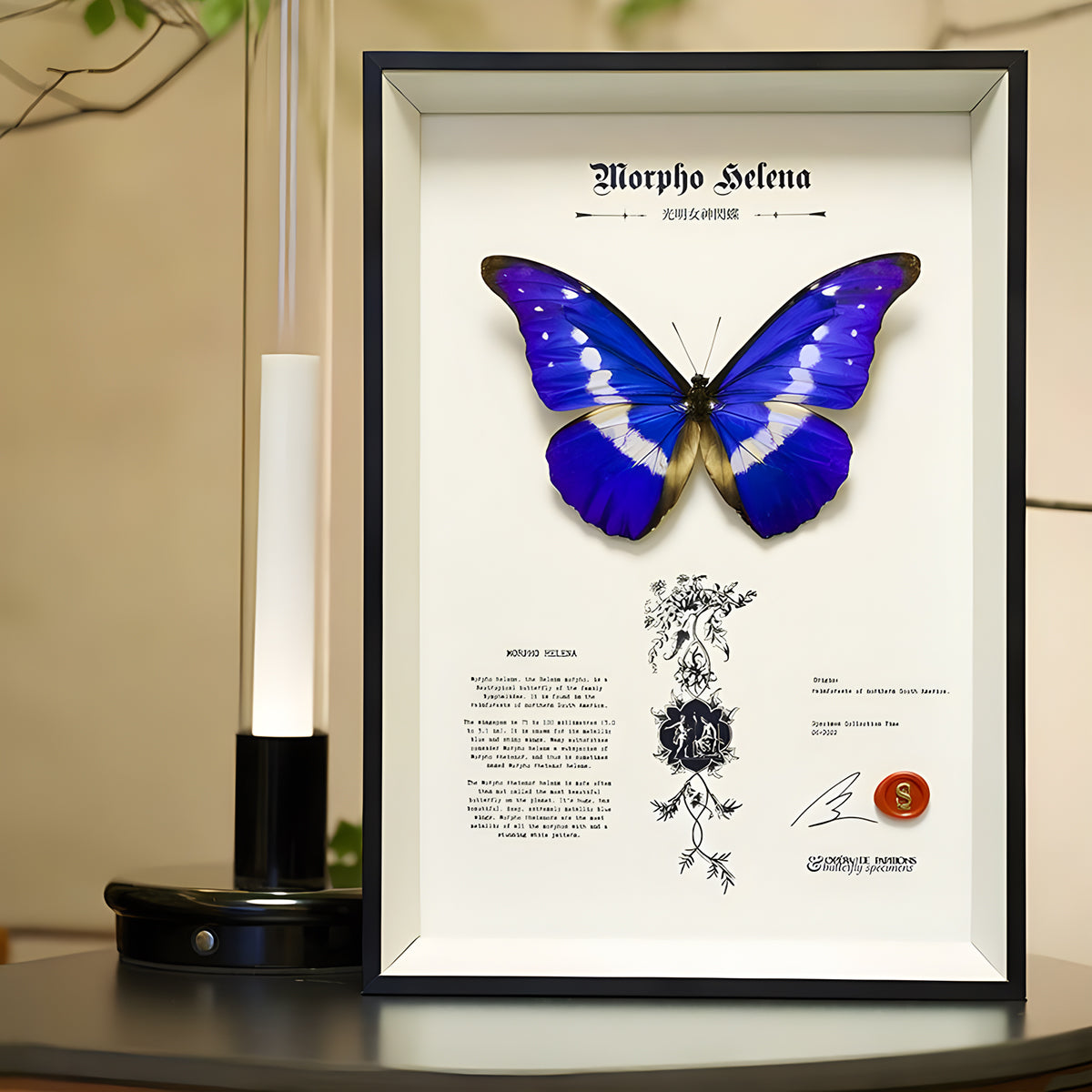 Morpho Helena