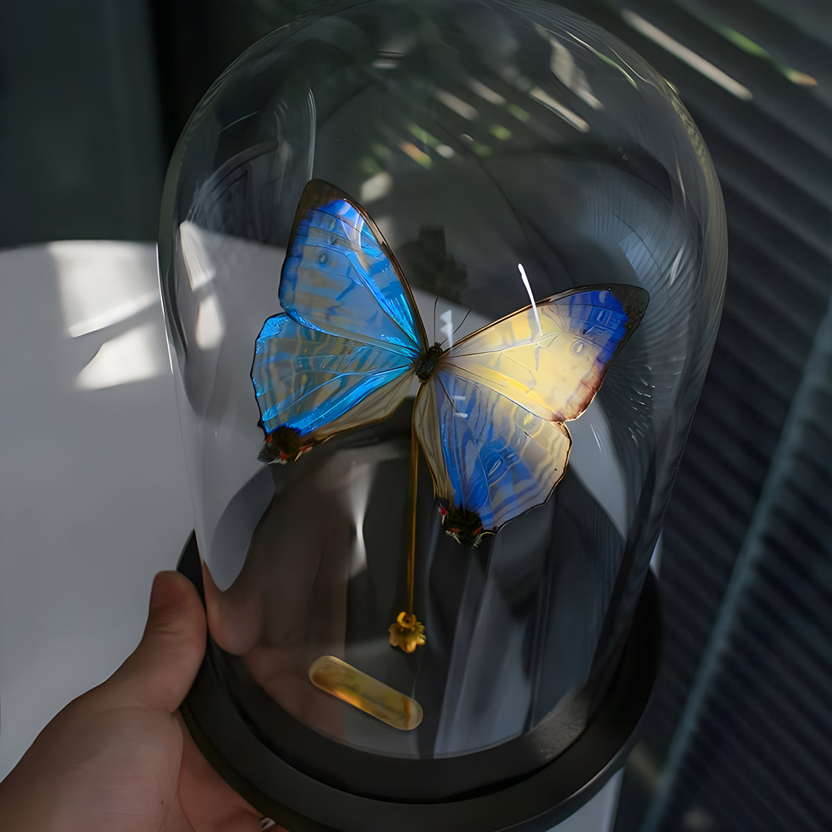 Morpho sulkowskyi