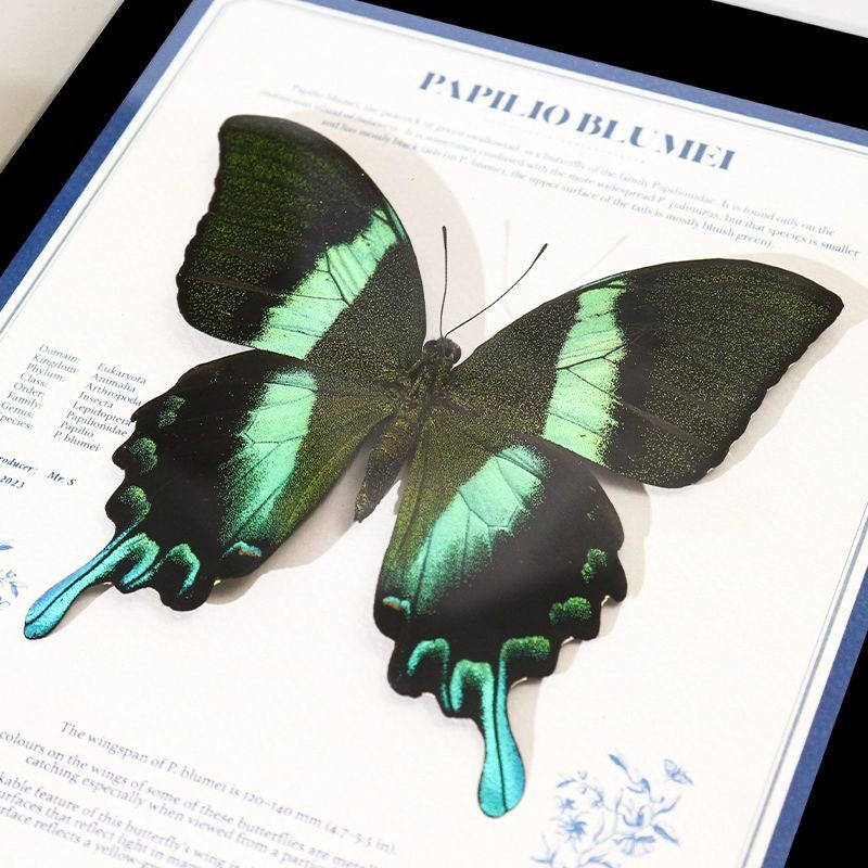 （Love's Feather）Papilio blume