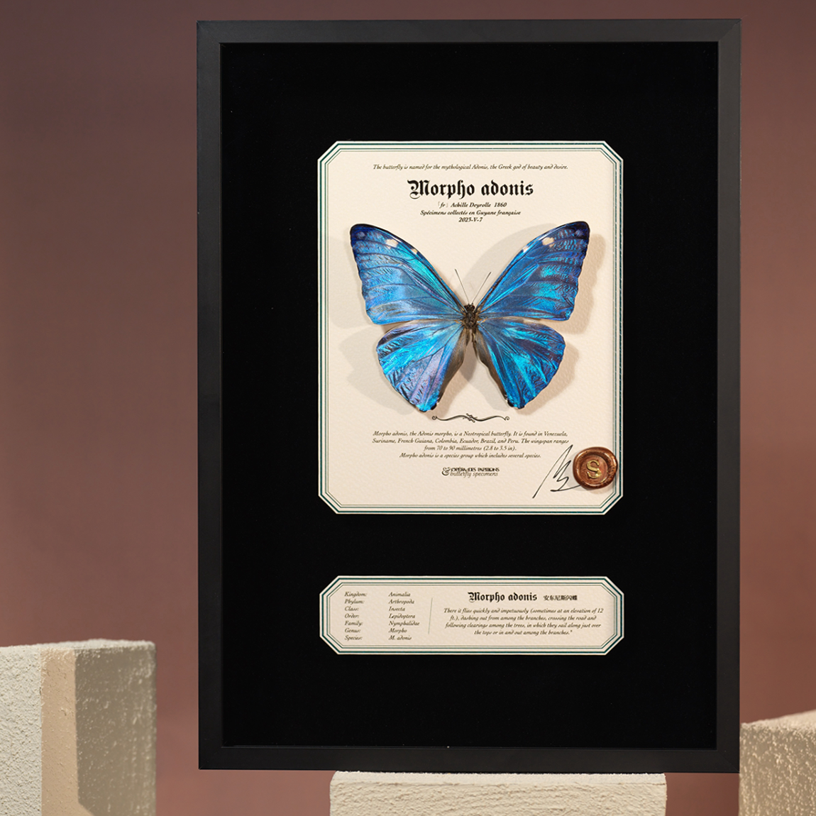 Dream Soul（Morpho adonis）