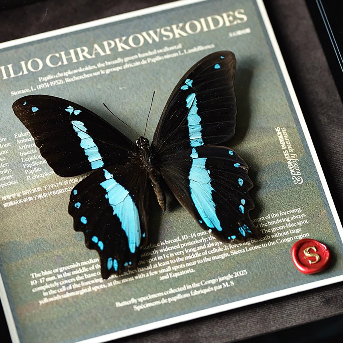 Papilio nireus