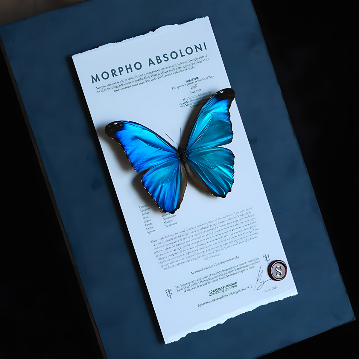 Morpho polyphemus