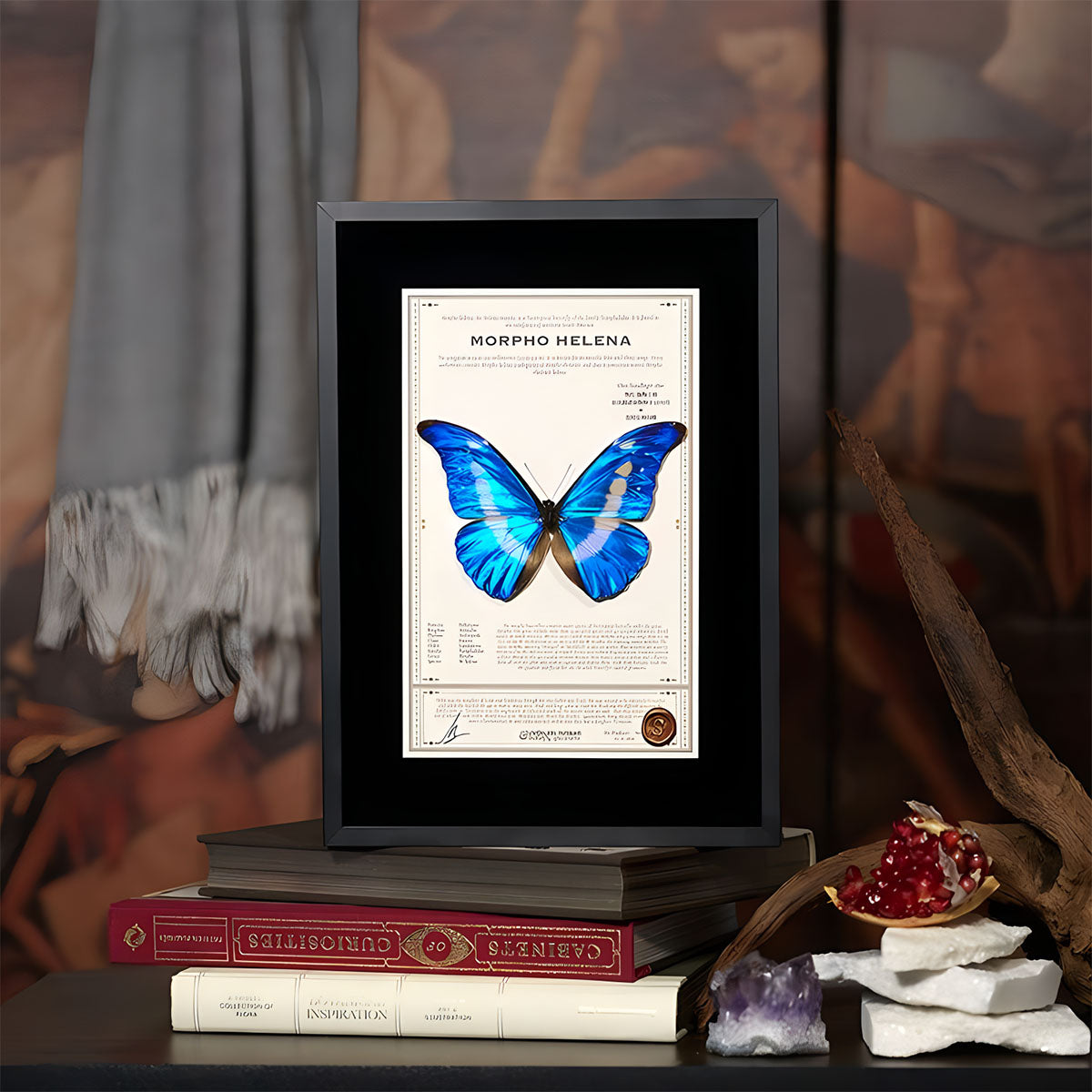 Morpho Helena