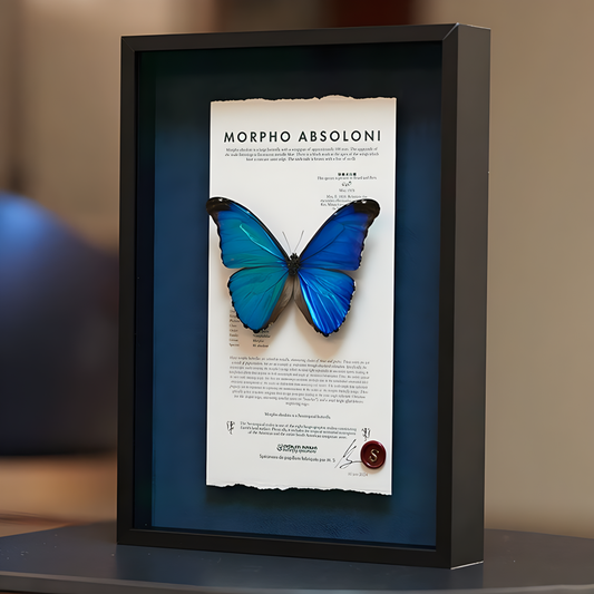 Morpho polyphemus