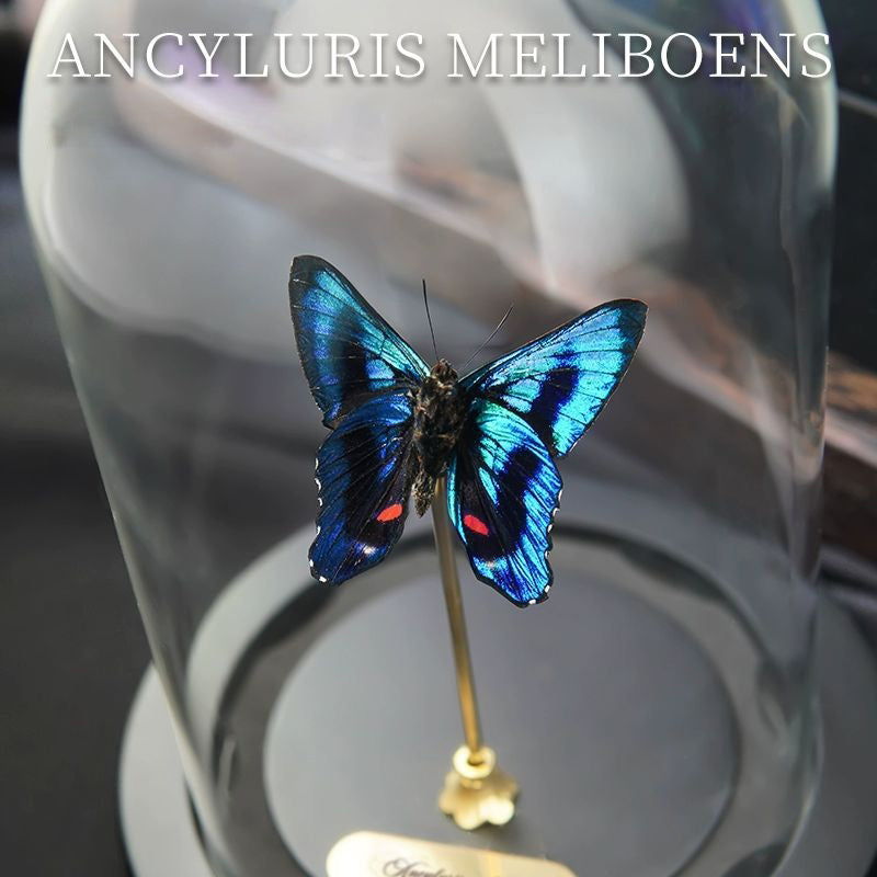 Ancyluris meliboeus