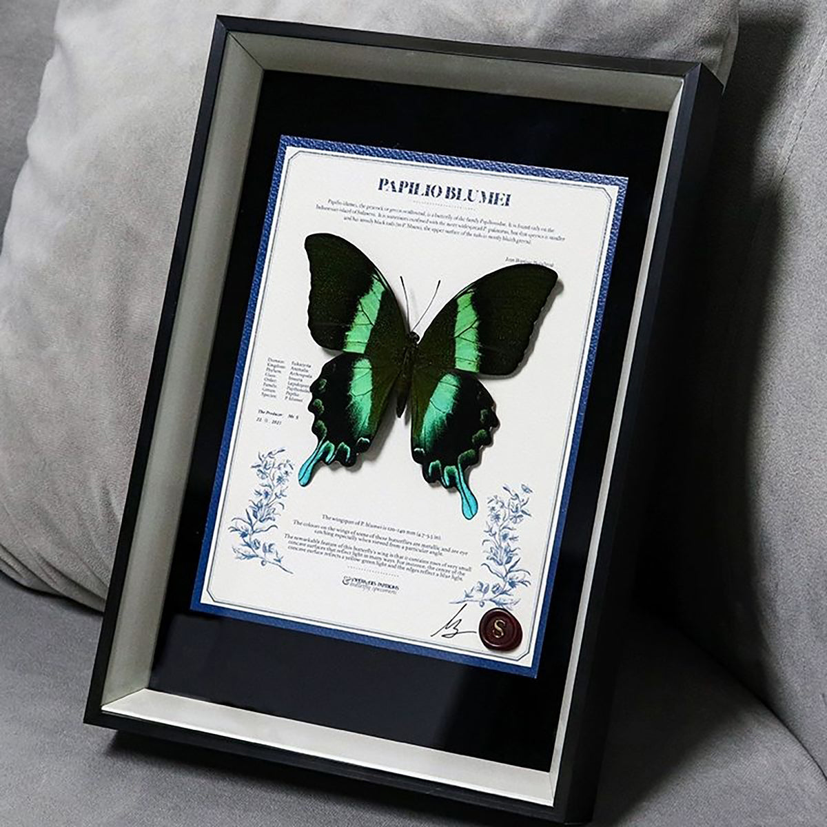 （Love's Feather）Papilio blume