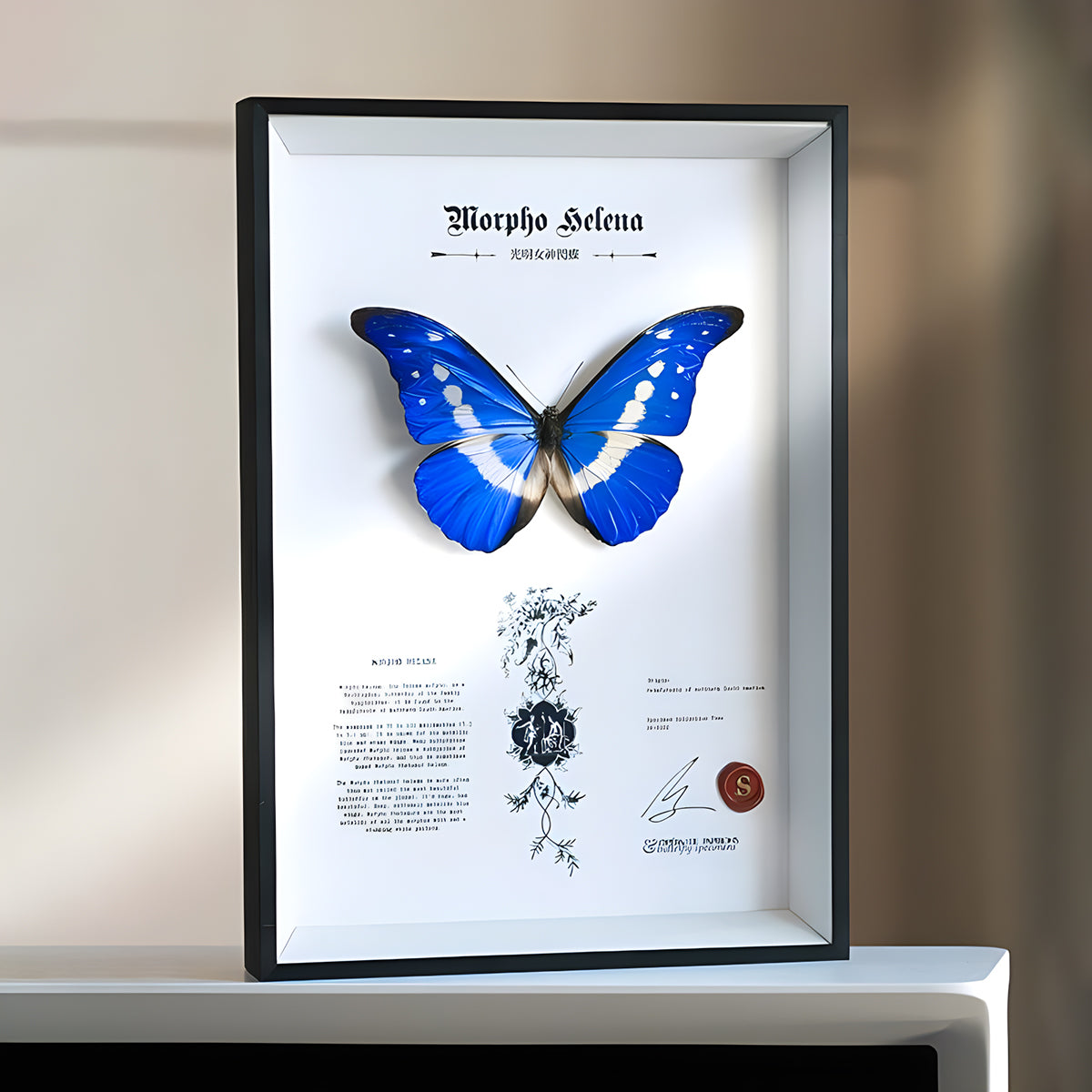 Morpho Helena