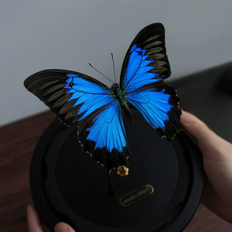 Papilio ulysses