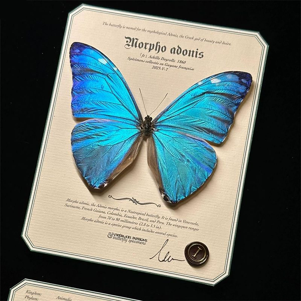 Dream Soul（Morpho adonis）