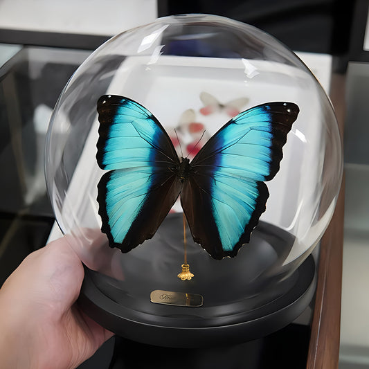 Morpho deidamia