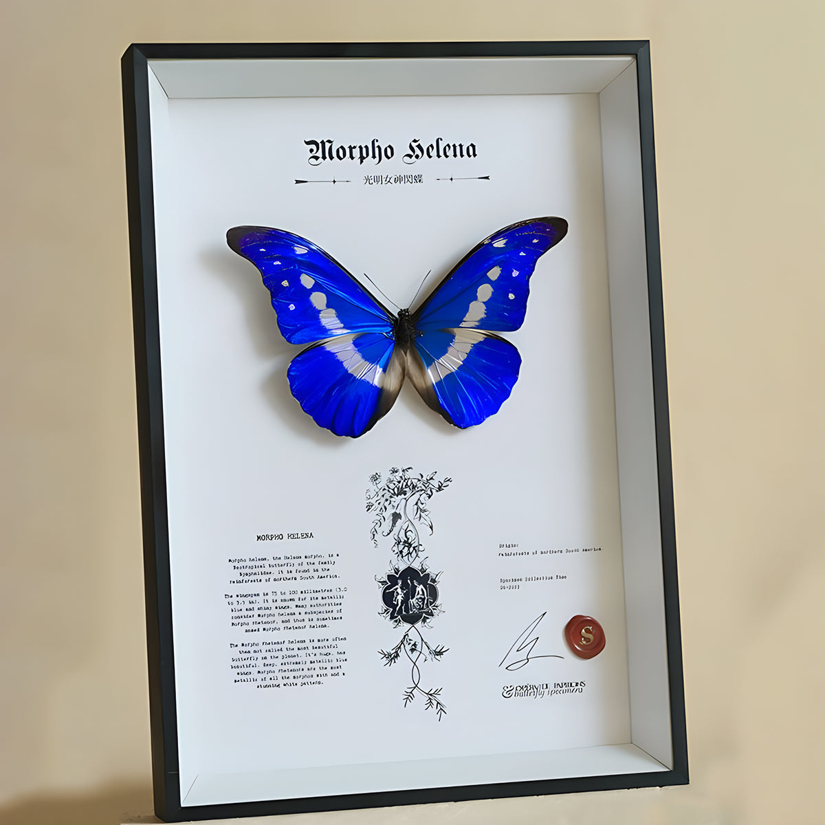 Morpho Helena