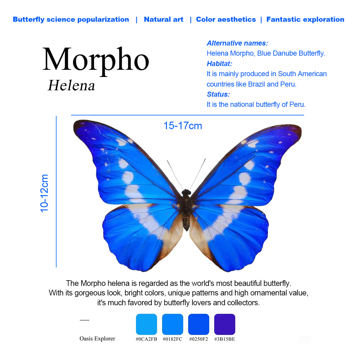 Morpho Helena