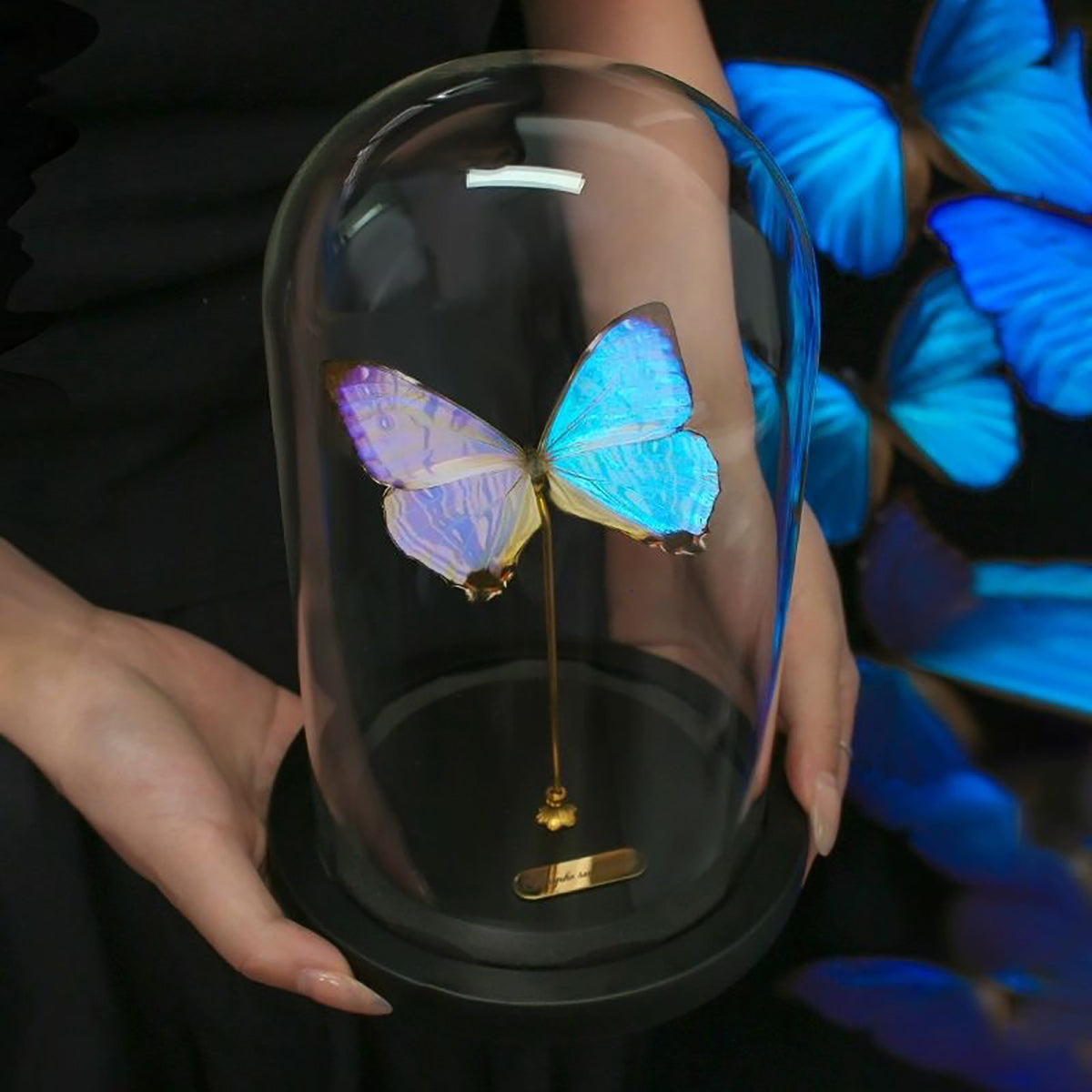 Morpho sulkowskyi