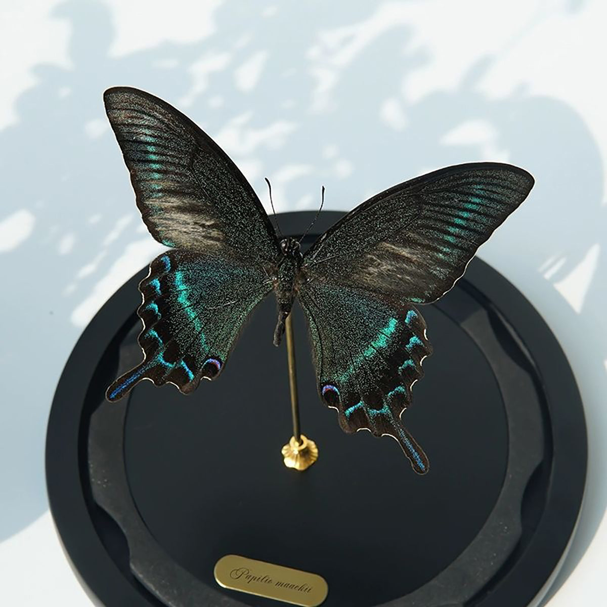 Papilio maackii