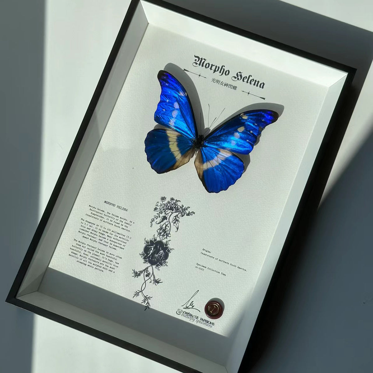 Morpho Helena